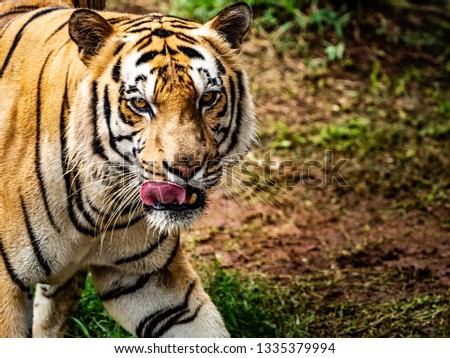 A close up photo of bengal tiger with his licking tongue