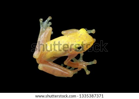 Tansparent golden frog stuck to the glass