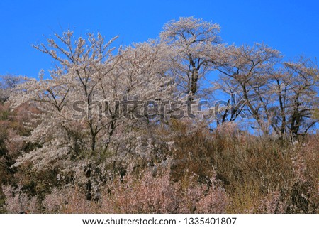 Spring cherry blossom viewing mountains
