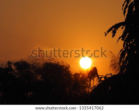 Sunrise behind the shadow of the bush