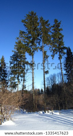 Blue spring sunny sky and evergreen spruce trees