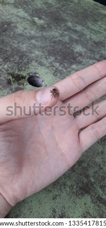 Spider on the hand - Local florest on Itamatamirim, interior of pernambuco, Brazil.