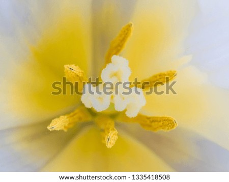 Close up, macro view of soft flower. Yellow and white tulip blossom. Beautiful tender flower opening up.