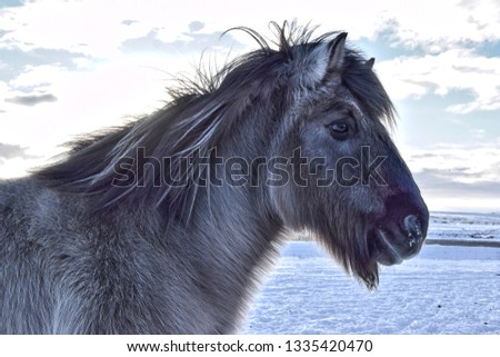 Picture of Icelandic horse in Iceland during winter. 