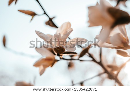 White magnolia flower blossom background with beautiful blurred bokeh effect.