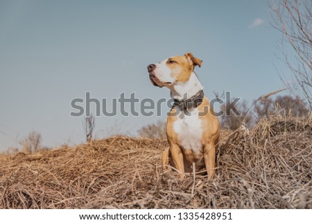Beautiful dog in the field, hero shot. Portrait of mixed breed dog outdoors on sunny spring or autumn day, edited to have social media effects look