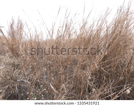 Garden of sunny and dry grass