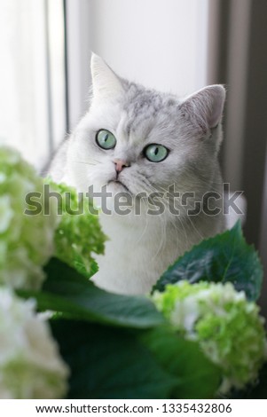 Cute British Chinchilla Cat with green eyes and beautiful plants on the windowsill
