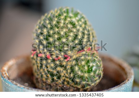 Mammillaria, called the strawberry cactus, a small cacti with barbed thorns and small tasty fruit