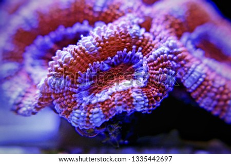 Acanthanstrea (Acan) LPS coral in closeup shoot Royalty-Free Stock Photo #1335442697