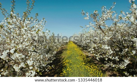 Landscape Of A Blooming Cherry Orchard. The Flowers On The Fruit Tree Are White. Yellow Dandelions Grow In The Aisle. Bright Sunny Day. In The Background Is Blue Sky.