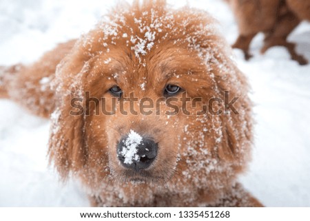 Portrait of a big red dog. The Tibetan Mastiff puppy - girl. The dog is, looking forward. Dog in snow. Snow on nose dogs.