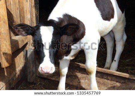 Fluffy and funny calf in the barn. Small farm animals. Feeding and breeding cows