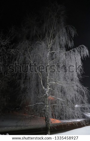 Silver birch tree in the darkness on a cold winter night.