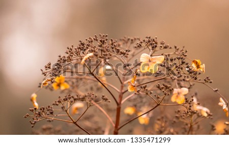 withered hydrangeas at autumn with beautiful background
