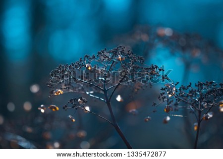 withered hydrangeas at autumn with beautiful background