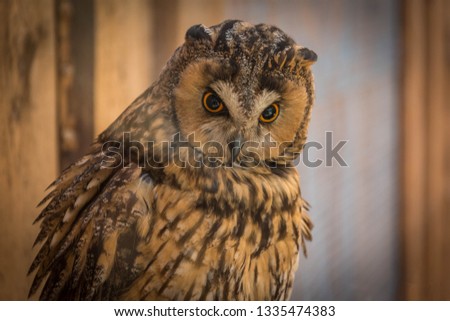 Owl looking around on a branch