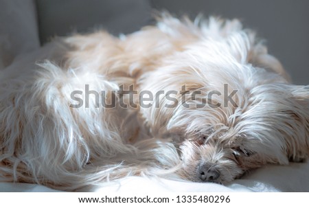 A dog sleeping