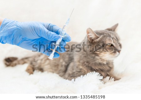 Vaccination of cats. Veterinary Medicine Selective focus. Animals