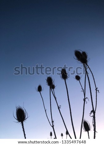 Silhouette of tall Teasel Dipsacus sylvestris at sunset with blue and purple sky