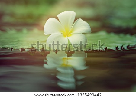 White Plumeria on lotus leaf, Leelawadee flower and its reflection on water,  beautiful background and copy space for greeting card