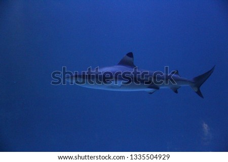 
 
Hammerhead sharks from the genus Sphyrna are members of the family Sphyrnidae. The only genus other than Sphyrnidae, Eusphyra, consists of only one species, Esphyra blochii, winghead shark.