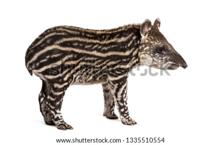 Month old Brazilian tapir standing in front of white background