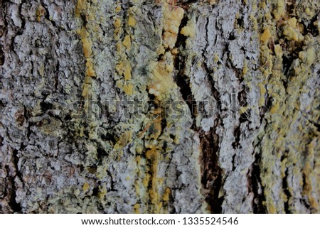 Old spruce bark in the Siberian taiga far from the city in early spring.
