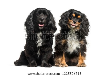 Cavalier King Charles Spaniel sitting in front of white background