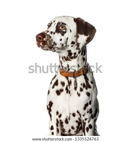 Dalmatian in front of white background
