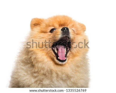 Spitz Dog yawning in front of white background