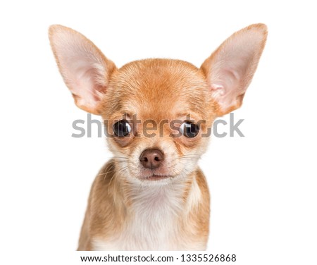 Chihuahua, 4 months old, in front of white background