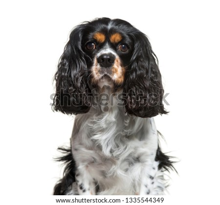 Cavalier King Charles, 6 years old, sitting in front of white background
