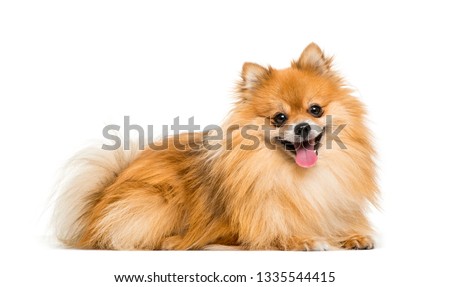 Pomeranian, 2 years old, lying in front of white background Royalty-Free Stock Photo #1335544415