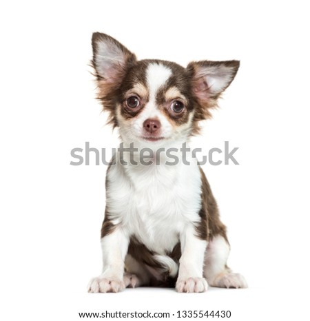 Chihuahua sitting in front of white background