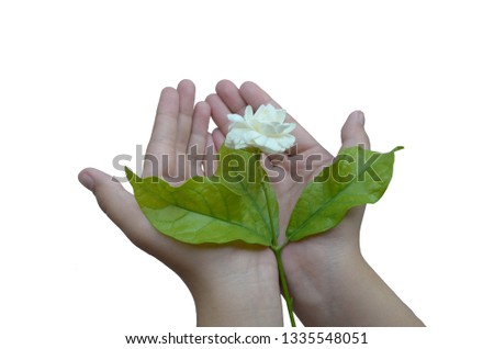 Jasmine in hand in white background