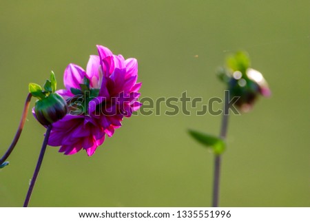 Purple dahlia in green meadow. Pink dahlia on green nature background. Dahlia is mexican plant of the daisy family, which is cultivated for its brightly coloured single or double flowers.

