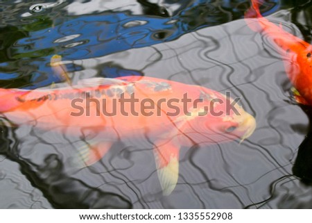 Colorful fancy carp fish, koi fish