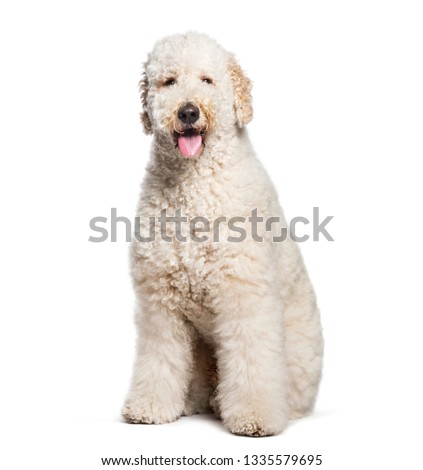 Labradoodle sitting in front of white background