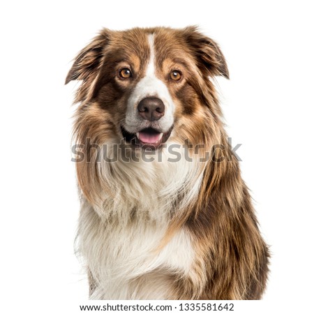 Border Collie, 5 years old, in front of white background