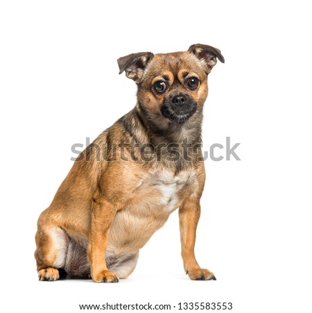 Cross breed between Pekingese and Pinscher sitting in front of white background