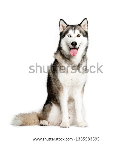 Siberian Husky, 9 months old, sitting in front of white background Royalty-Free Stock Photo #1335583595