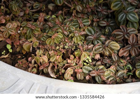 Episcia cupreata (Hook.)Succulent plants with soft hair Covered all over the trunk, leaves, thick sheets Wrinkled, light green, dark green, red-brown, copper-gray, alternating with strange patterns.