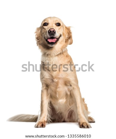 Golden Retriever, 2 years old, sitting in front of white background