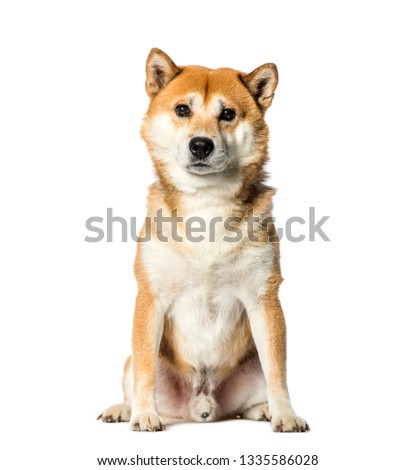 Shiba Inu sitting in front of white background