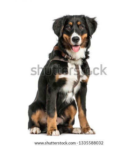 Bernese Mountain dog, 9 months old, sitting in front of white background