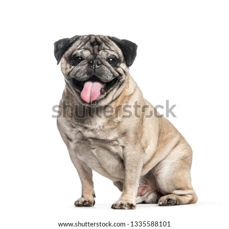 Pug, 7 years old, sitting in front of white background