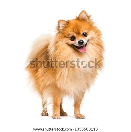 Pomeranian, 2 years old, in front of white background Royalty-Free Stock Photo #1335588113