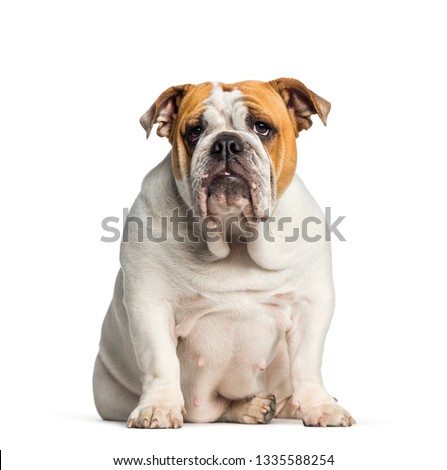 British Bulldog, English Bulldog, 10 months old, sitting in front of white background