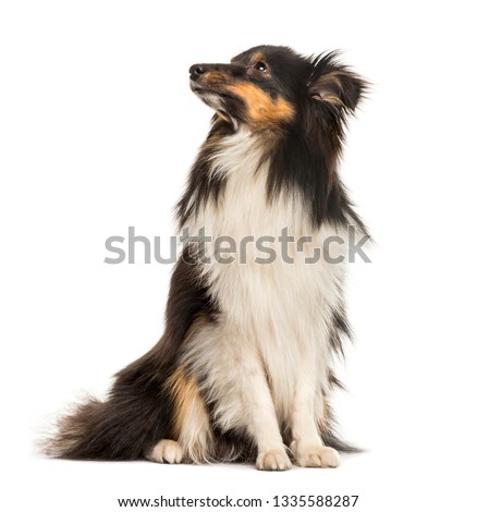Shetland Sheepdog, 10 months old, sitting in front of white background